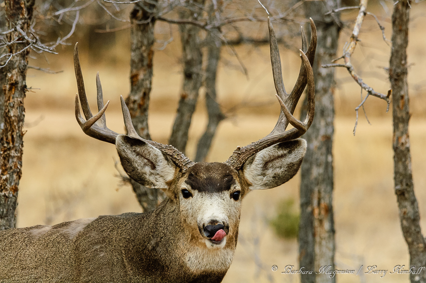 Colorado Mule Deer Hunting | Guided Deer Hunts | Atmore Outfitters