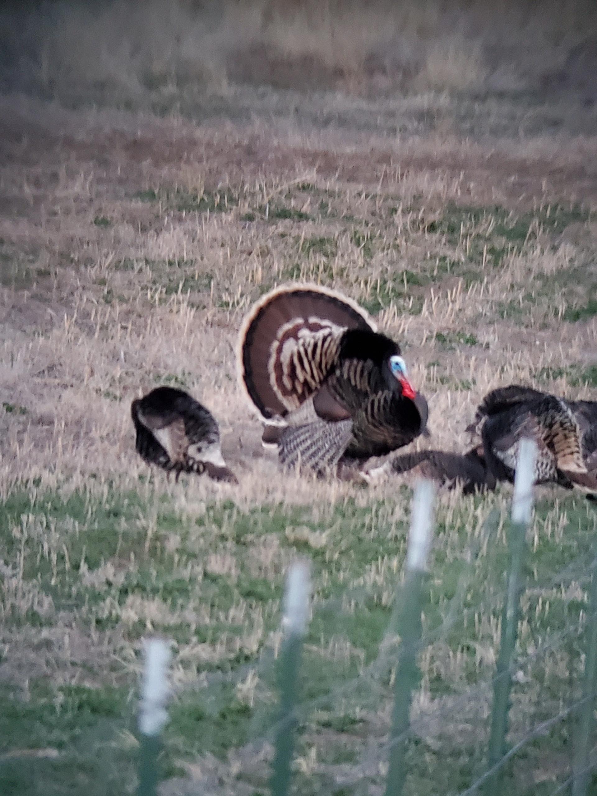 Turkey hunting